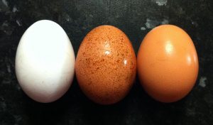 Eggs Cooked Different Ways